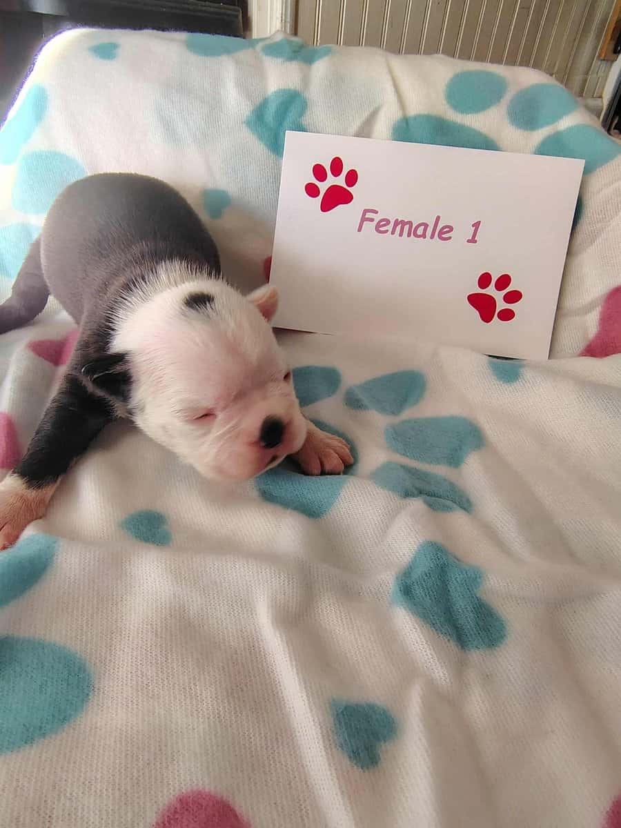 Boston terrier puppies image 5