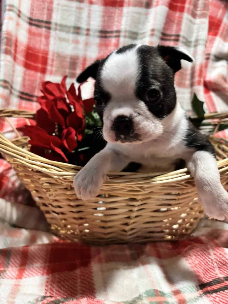 Boston Terrier puppies image 2