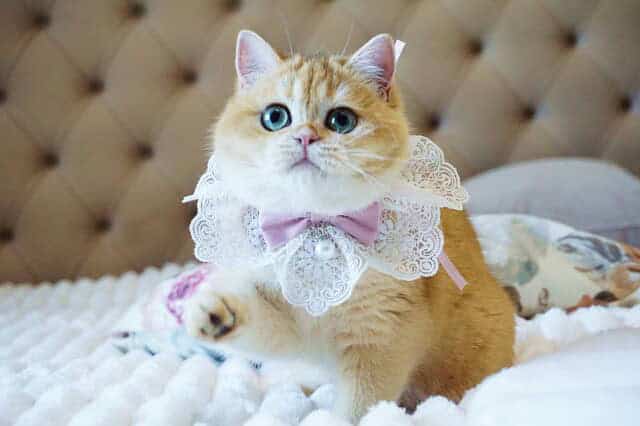 Black Golden Shell (ny12) British Shorthair Girl — image 2
