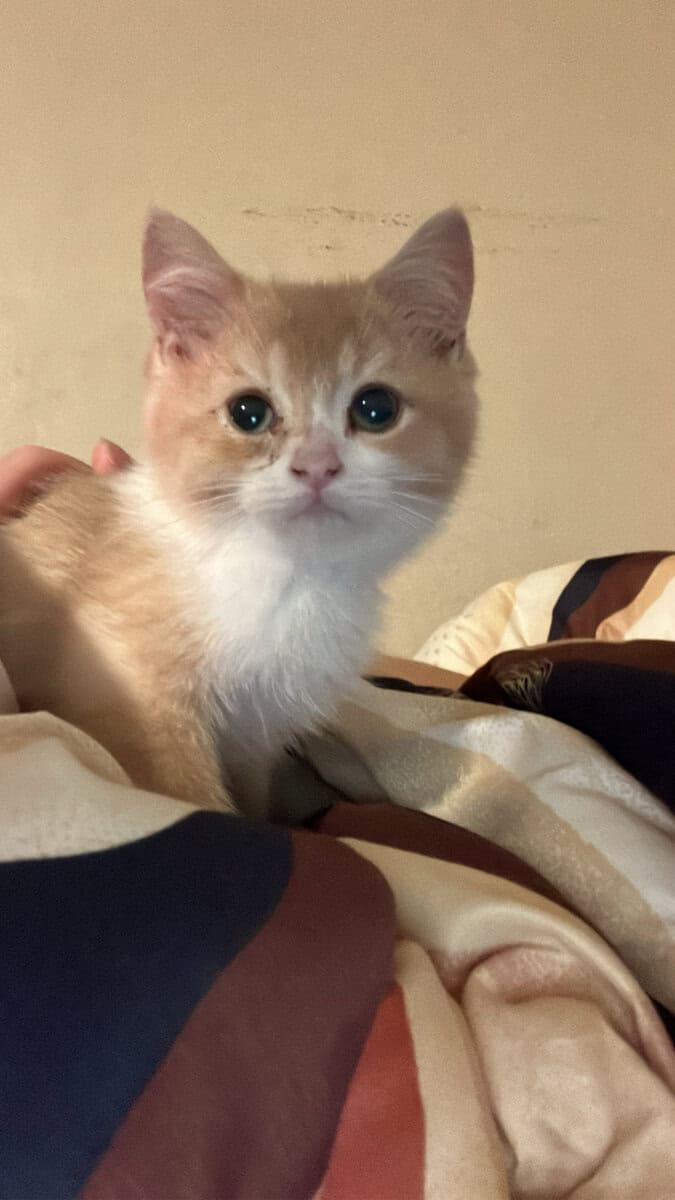 Bicolor Fawn British shorthair male image 12