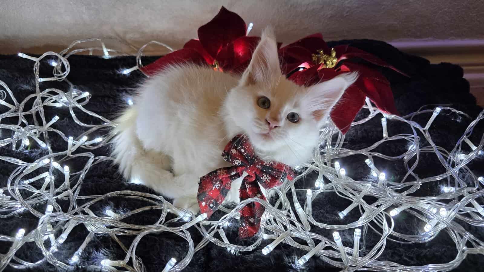 2 Purebred Maine Coon Kittens available image 3