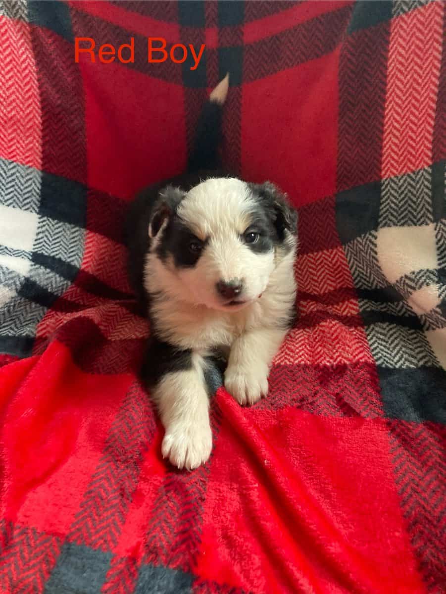 English Shepherd Cross Puppies image 2
