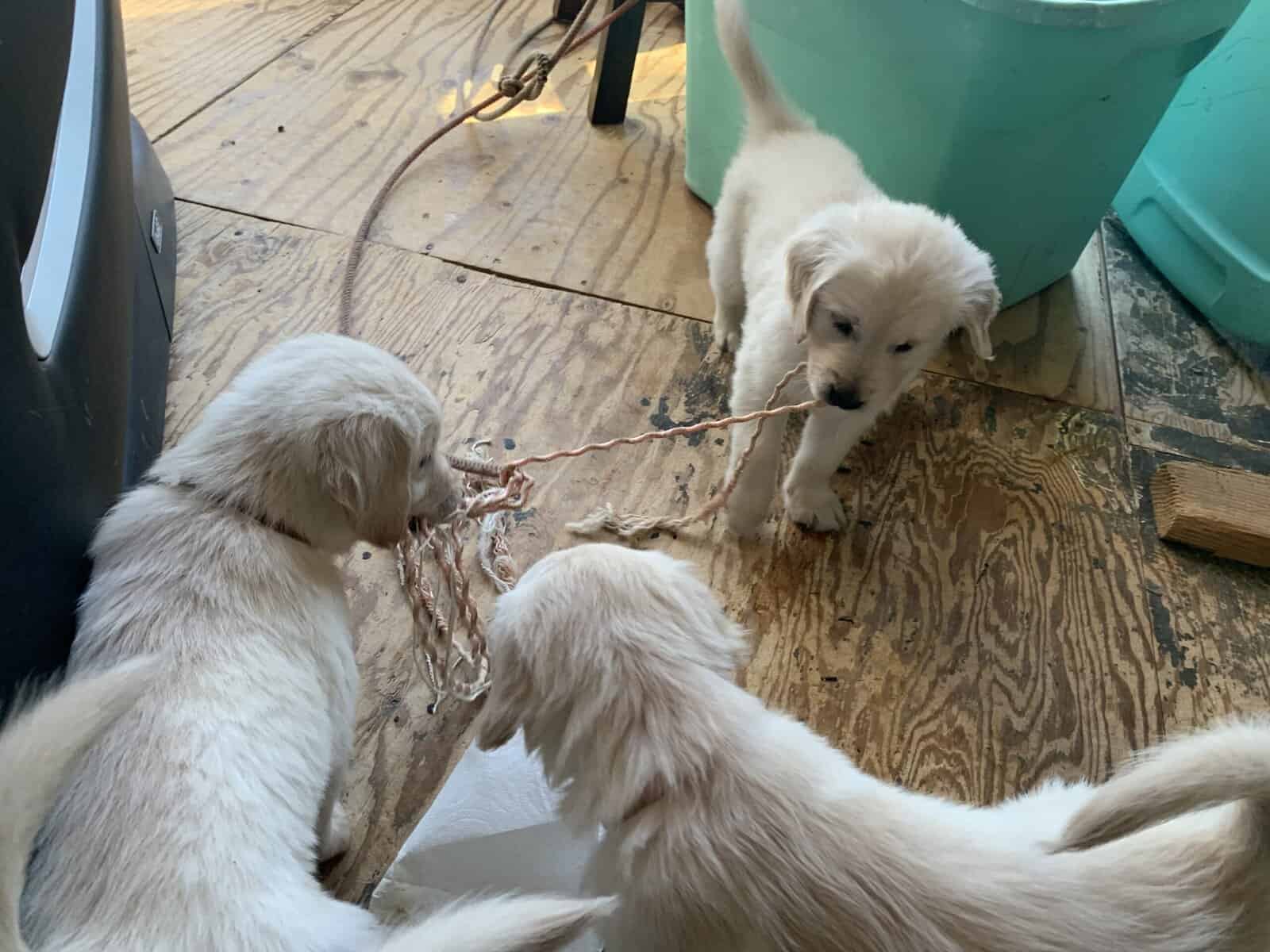 Golden Retriever Puppies image 1