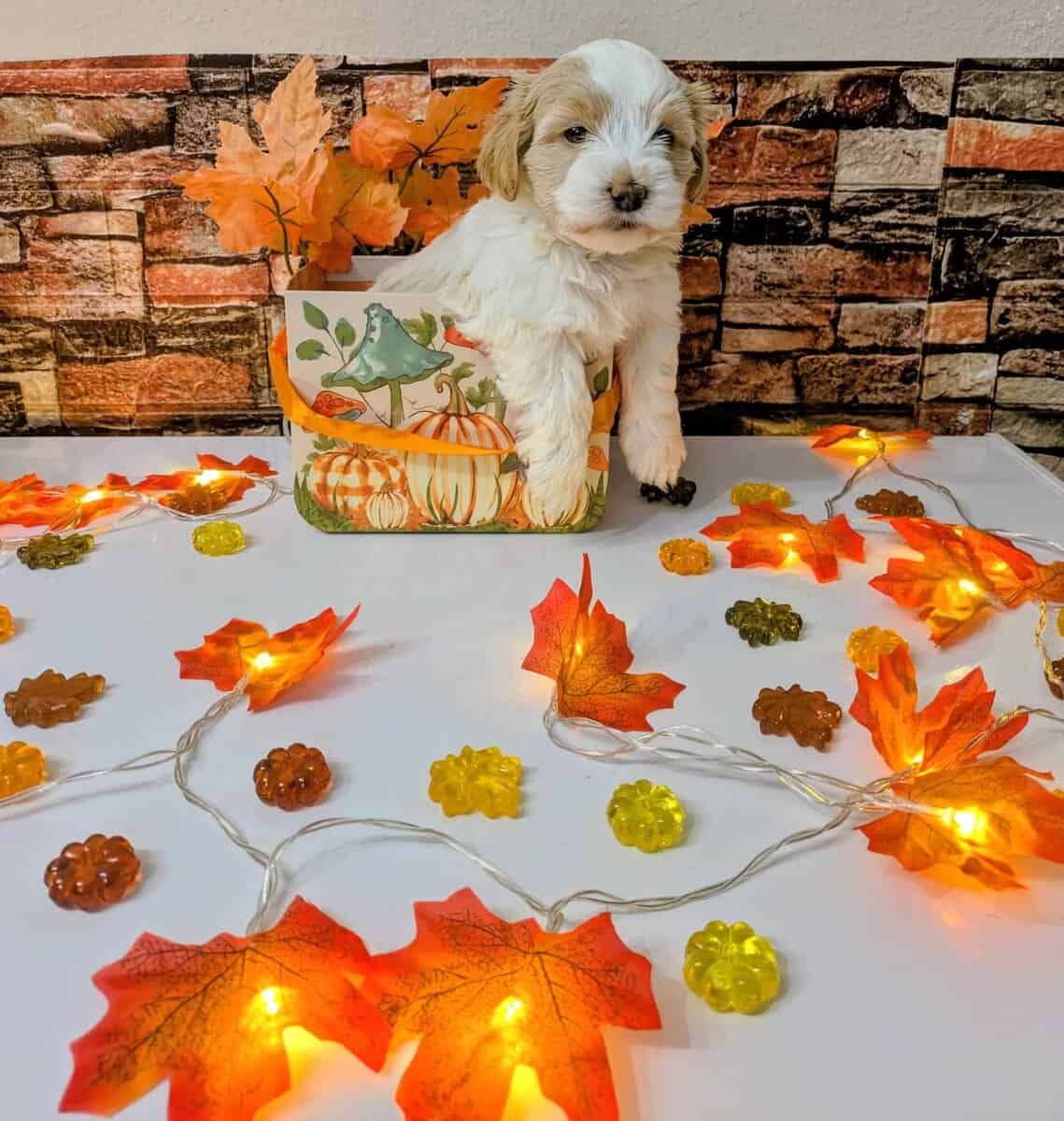 Maltipoo Puppies , Ready to Go image 9