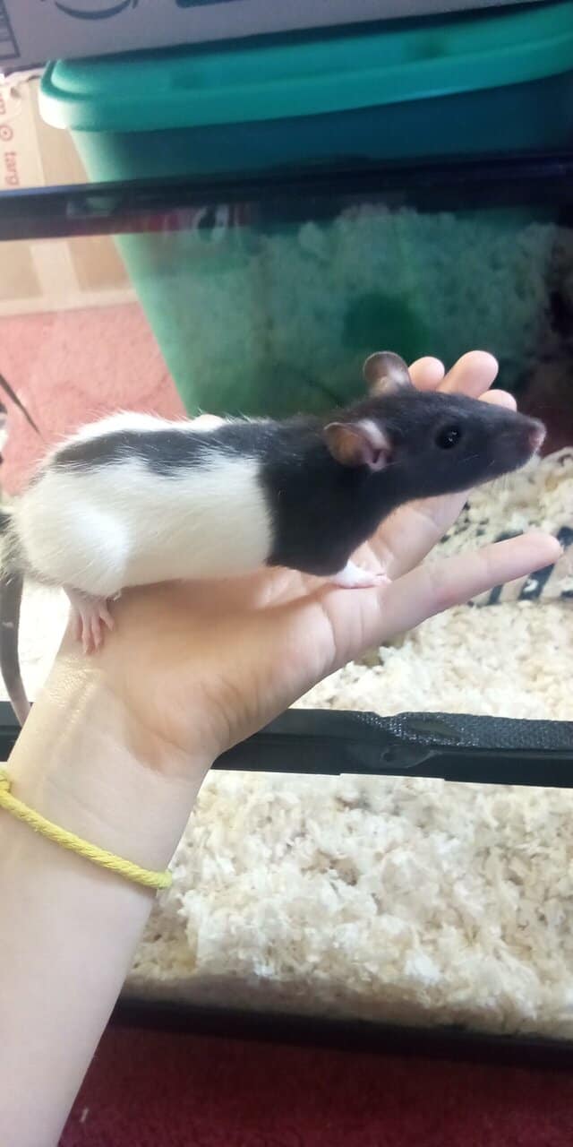 Male Rats For Sale image 1