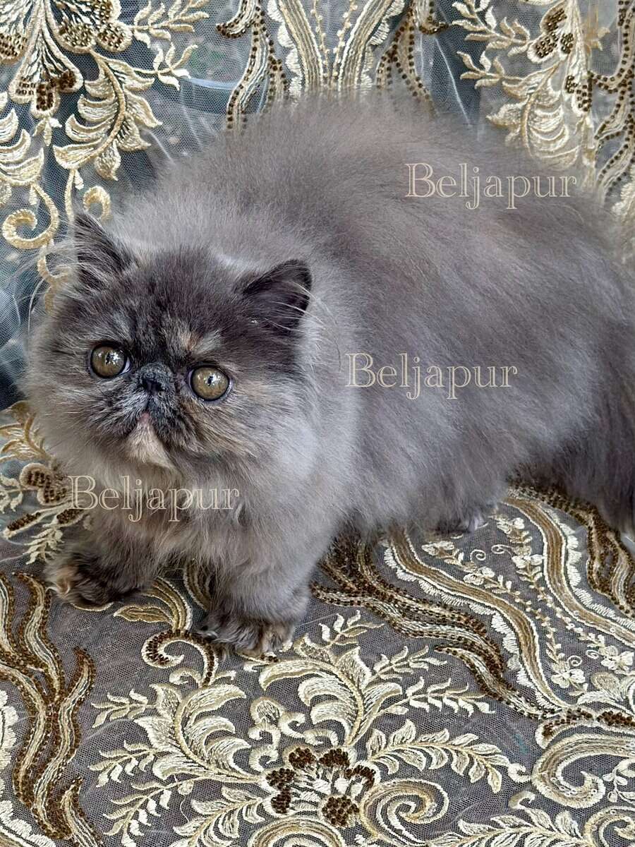 Blue & cream Persian female kitten image 3