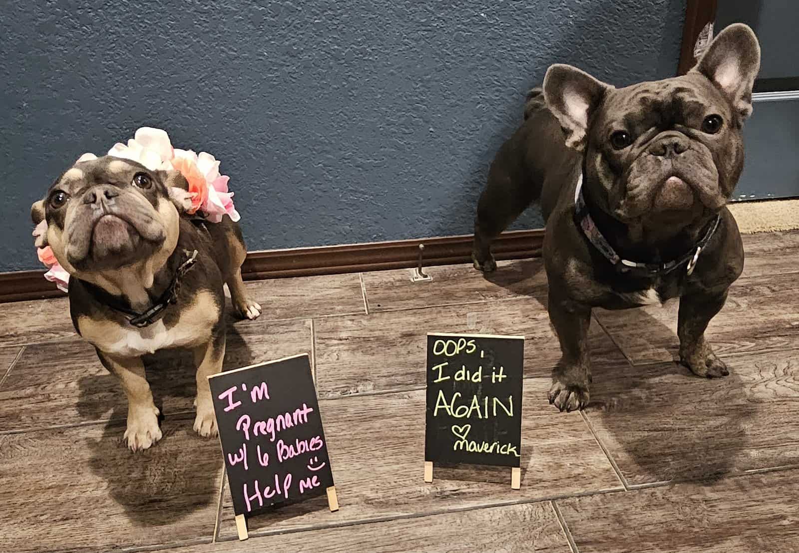 Frenchie's image 5