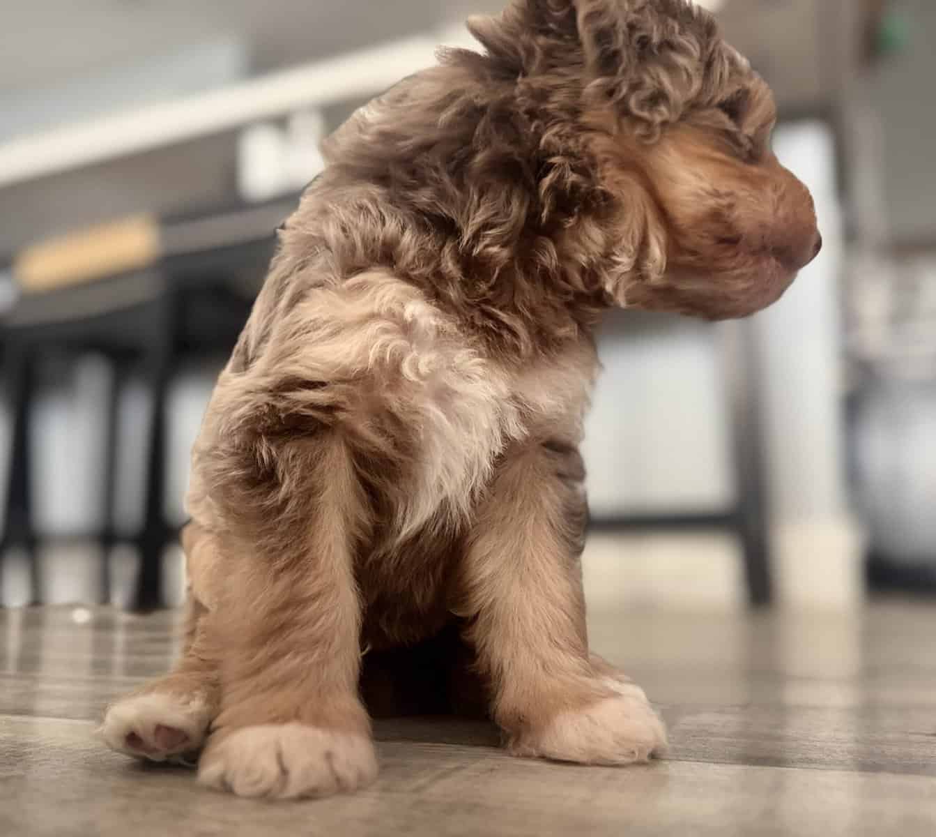 Bernedoodle puppy male image 2