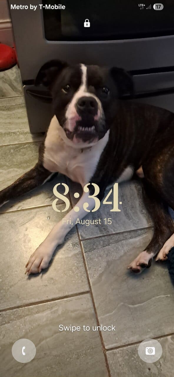 American staffordshire terrier and rat terrier image 11