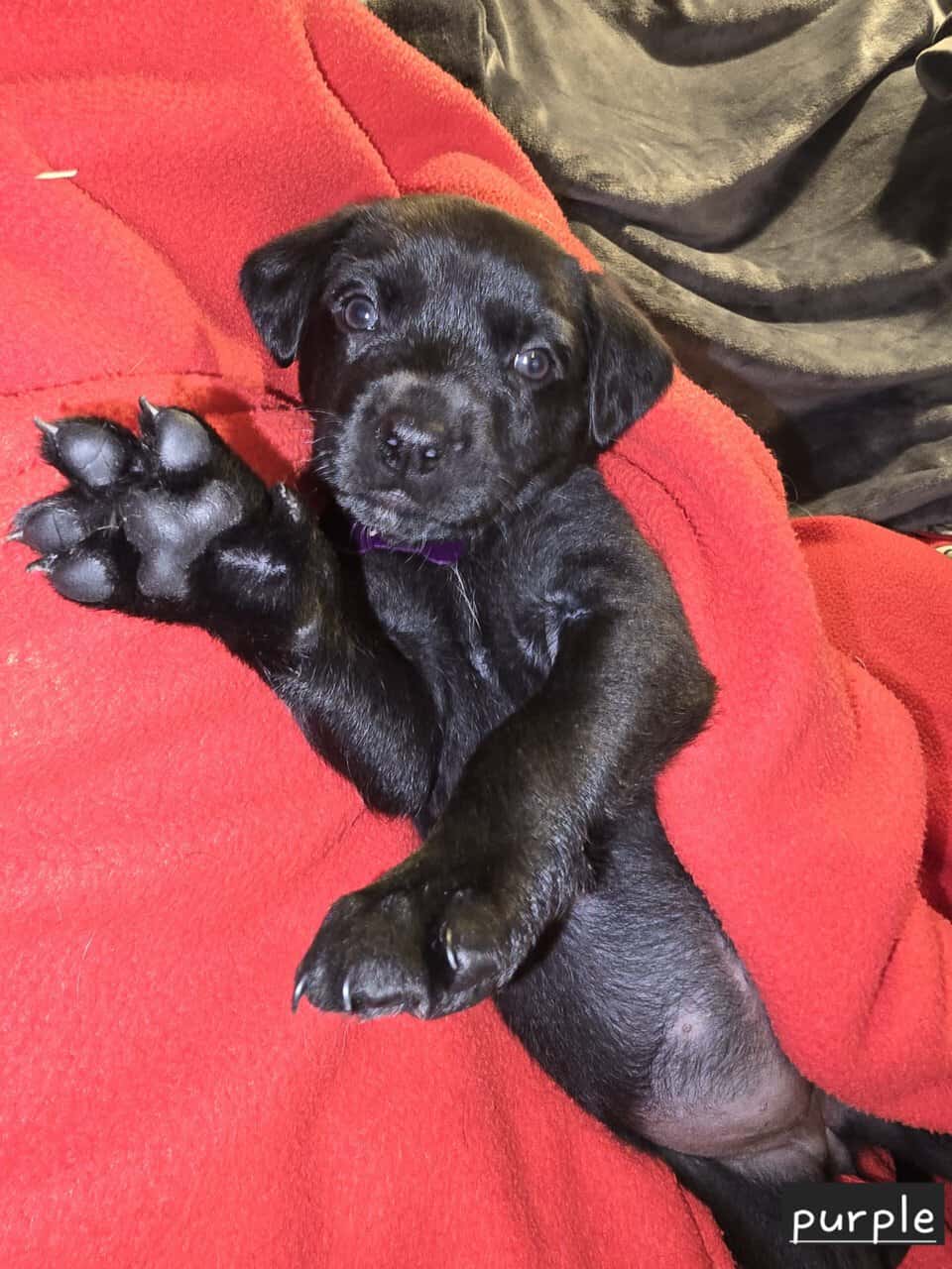 Borderweiler puppies available 11/21 image 6