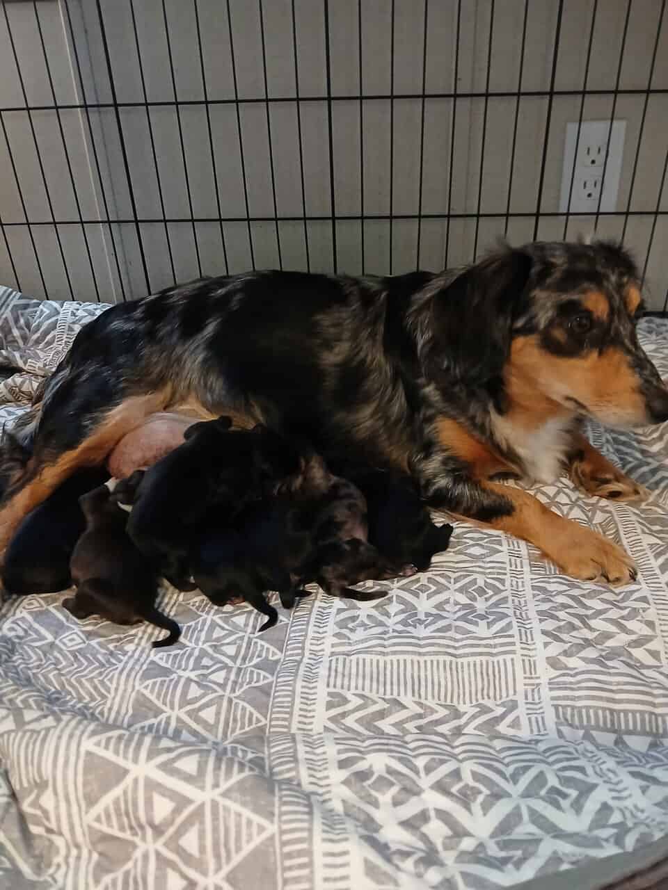 Dachshund / shihzu puppies image 3