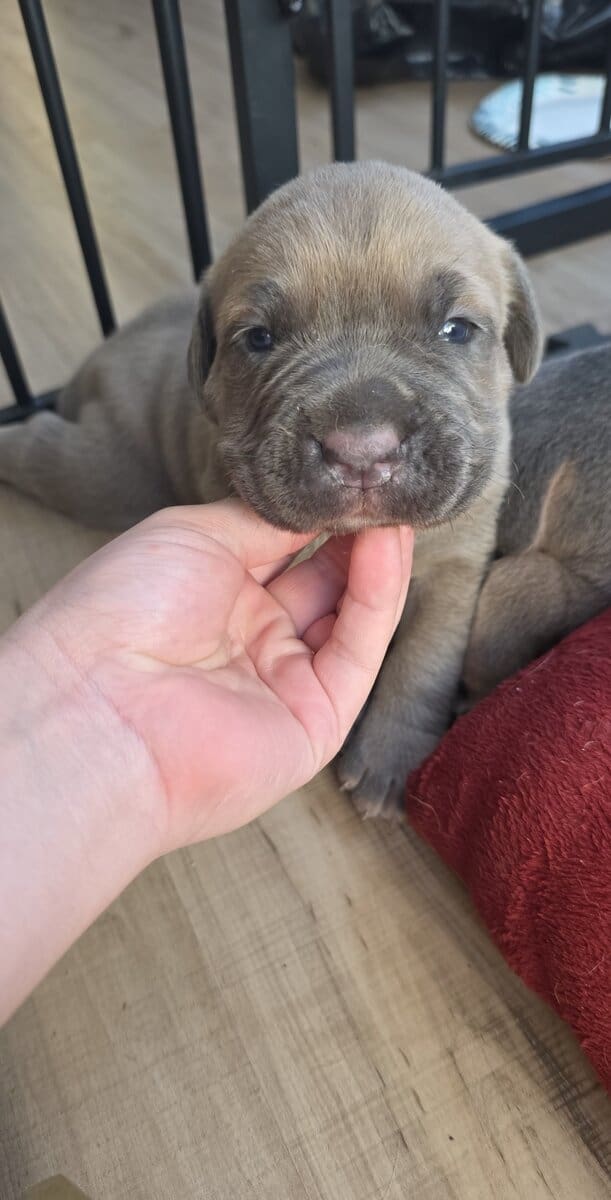 PURE CANE CORSO PUPS🐾 image 7