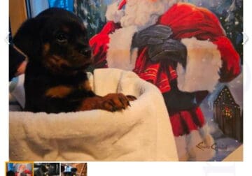 Playful loveable Rottweiler puppies