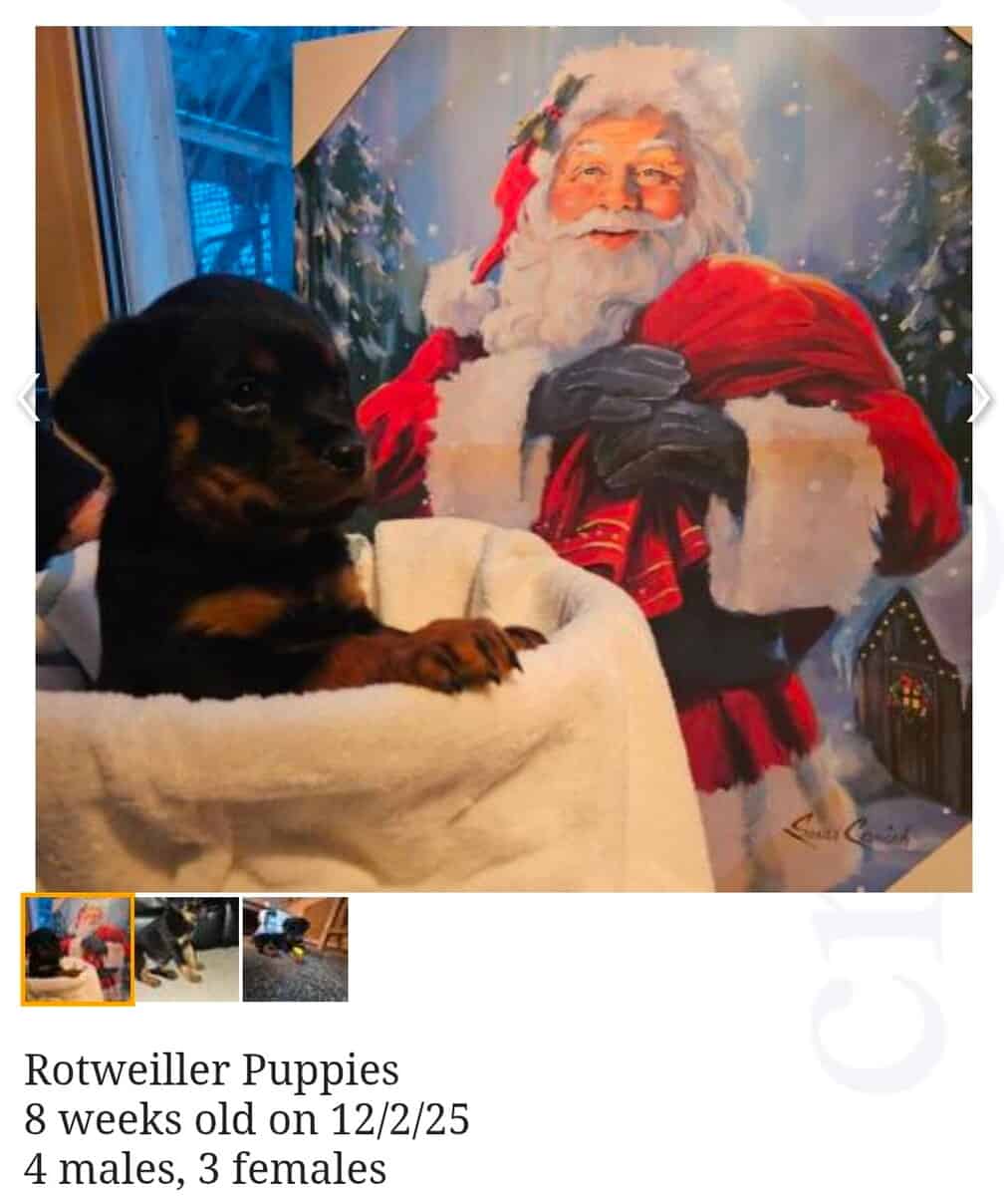 Playful loveable Rottweiler puppies image 1