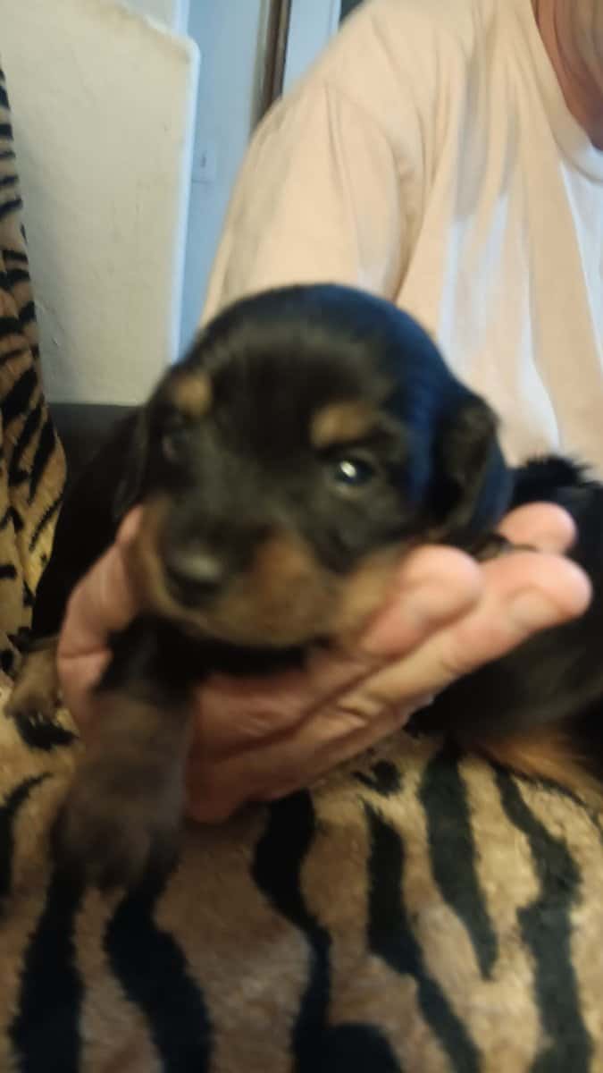 Miniature Doxies Puppies image 8