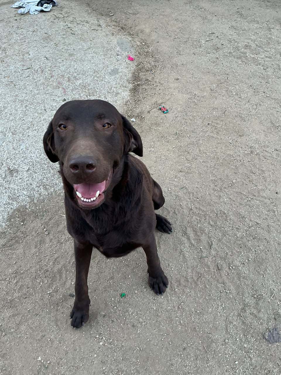 American Labrador Retriever image 8