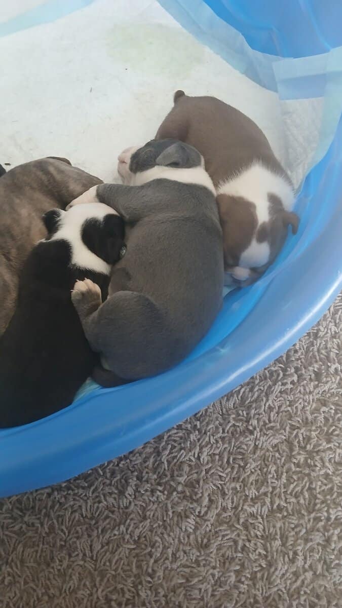 Christmas Puppies image 1
