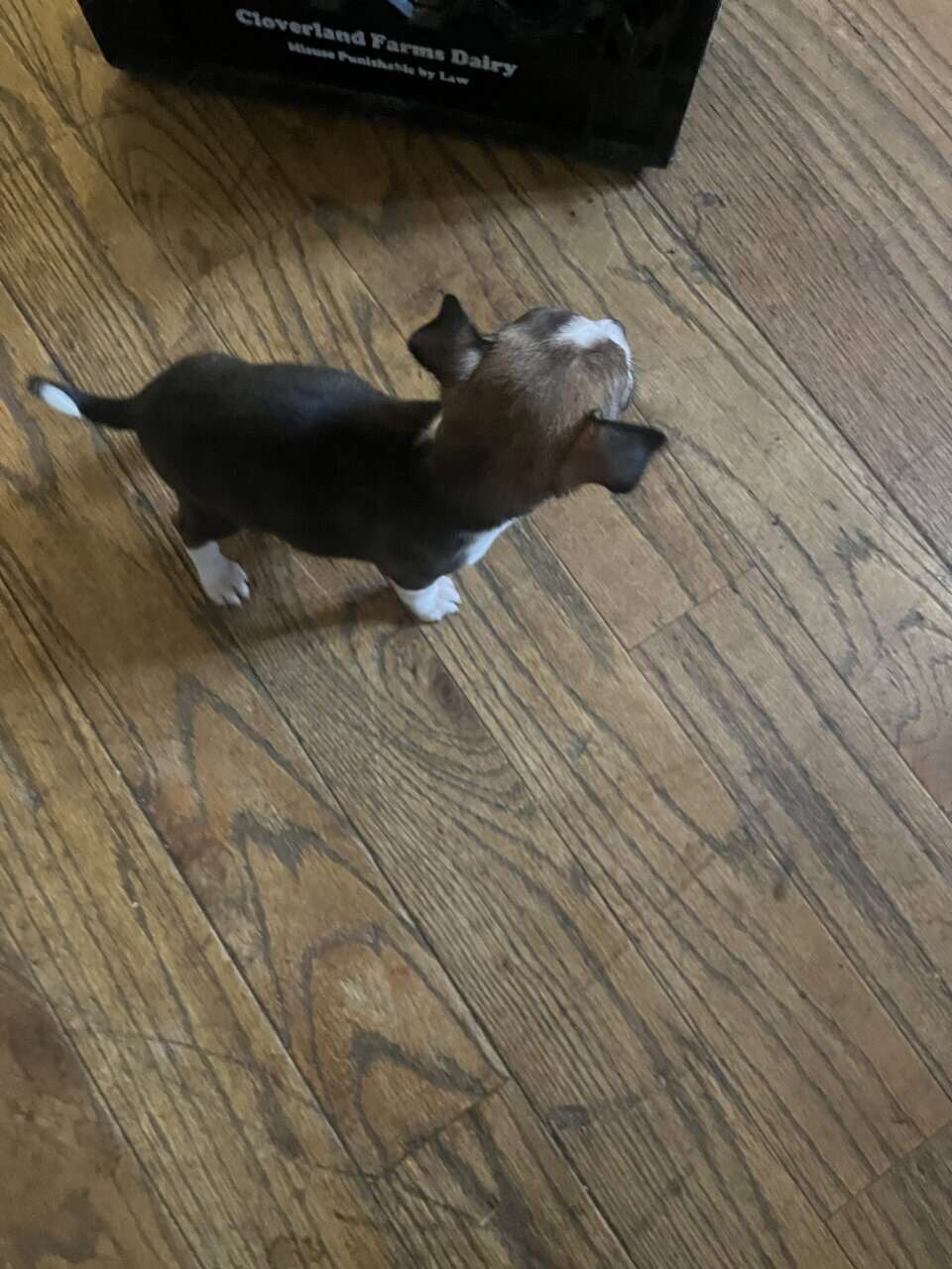 🐶 Chihuahua Puppies image 1
