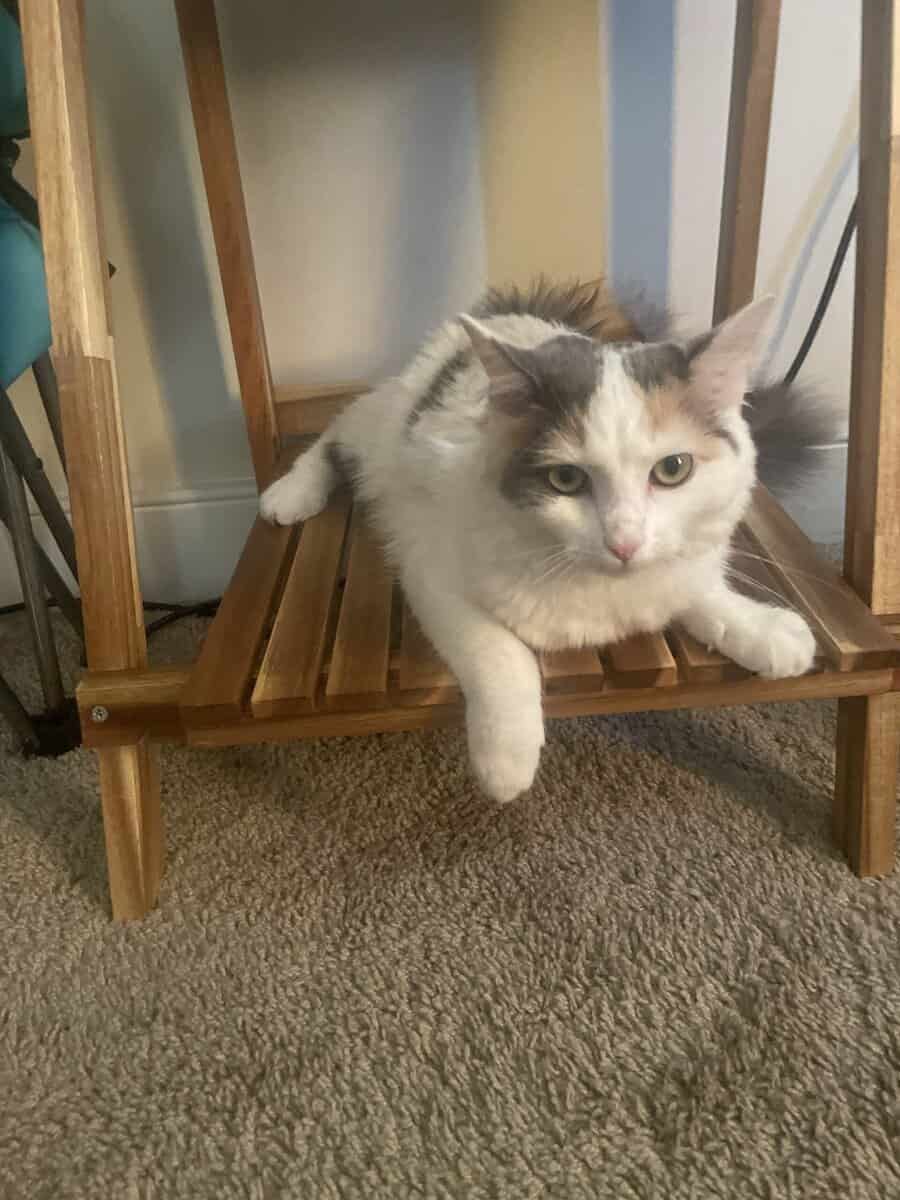 Kitten Looking for a Loving Home image 2