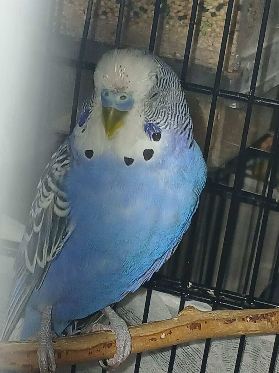 4 Dark blue friendly male budgies (35 ea.) image 8