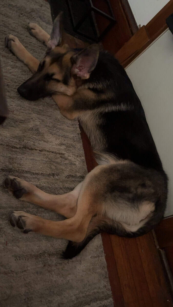Looking to rehome our 6 month old German Shepard image 2