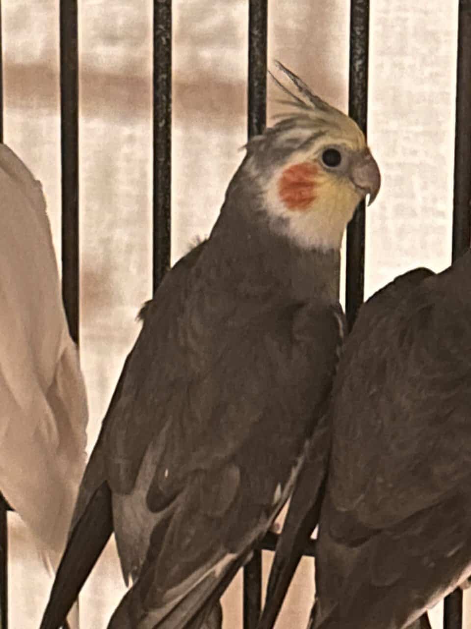 Cockatiel for sale image 8