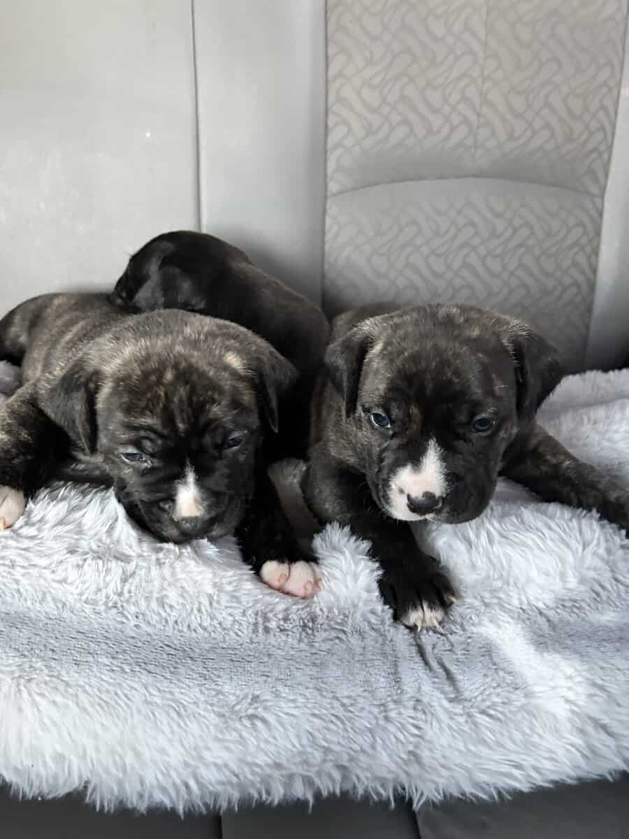 Staffy puppies 1/2 red nose 1/2 Staffordshire bul image 1