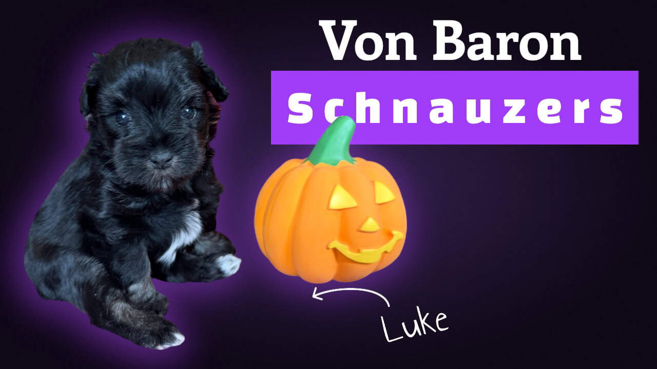 AKC mega coated miniature schnauzer puppies image 2