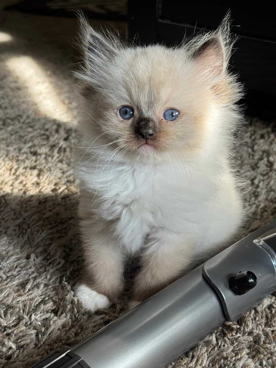 Ragdoll kittens image 6