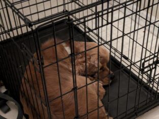 Two year old trained dog