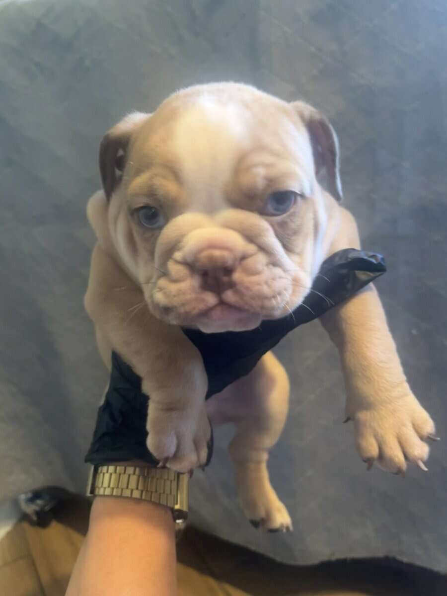 English bulldog image 3