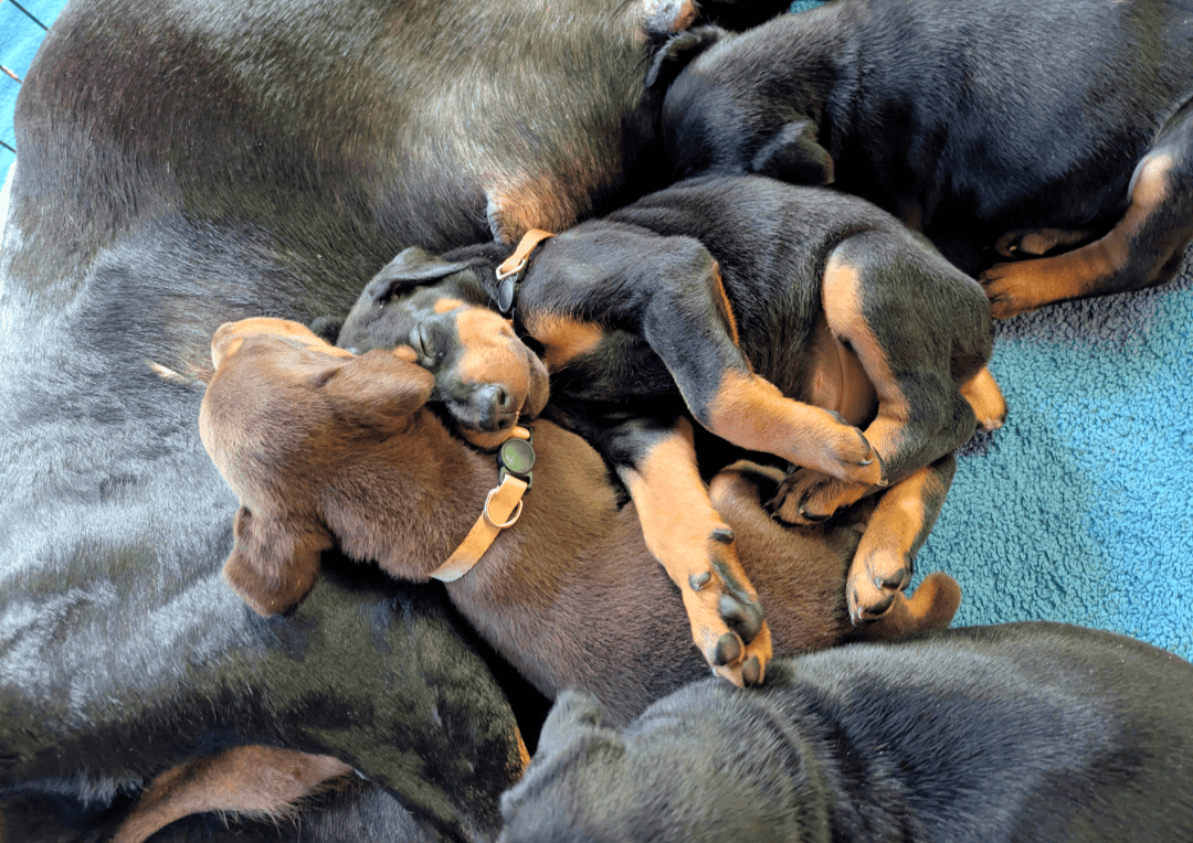 Doberman champion line image 5