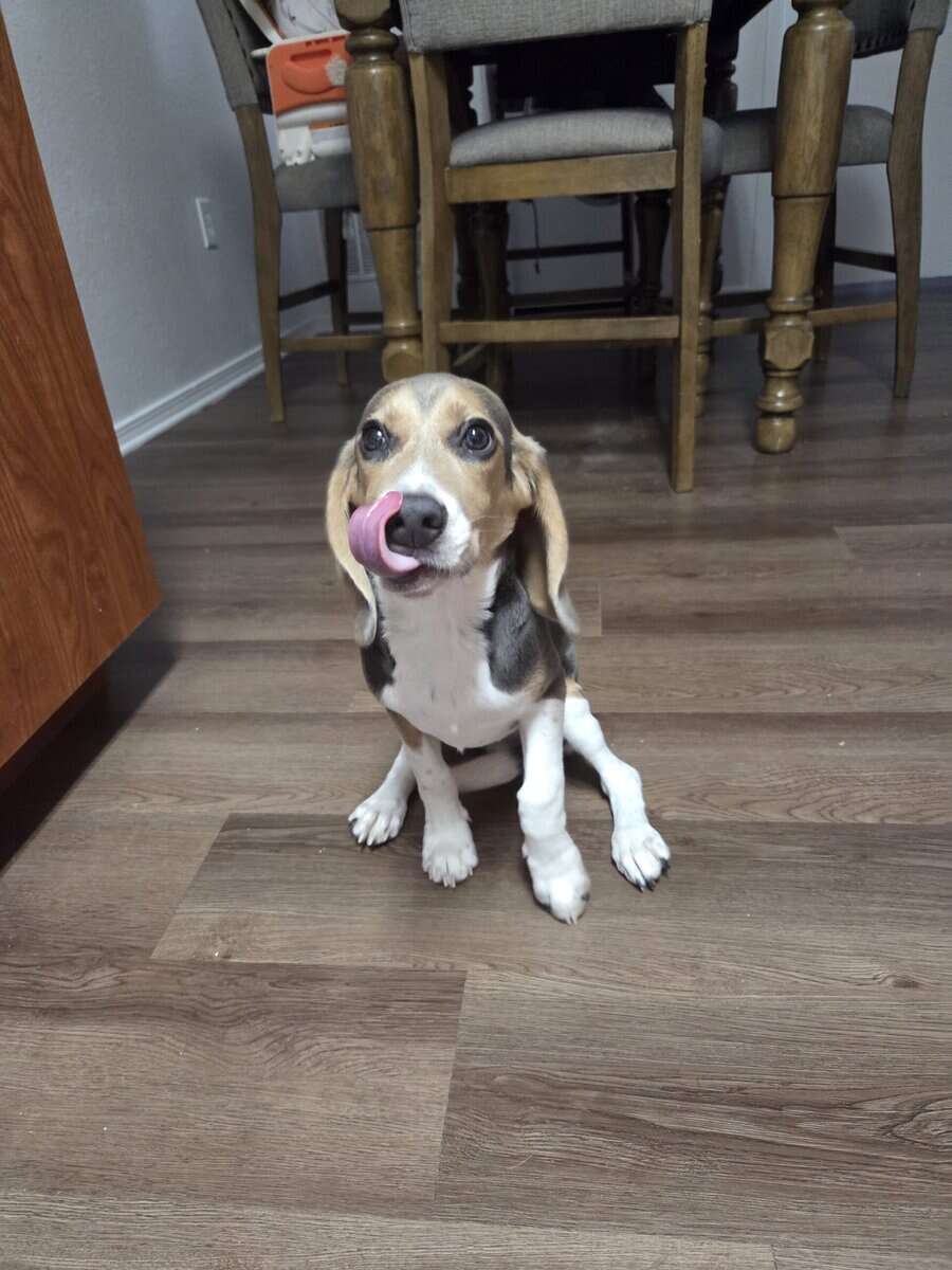 Beagle image 1