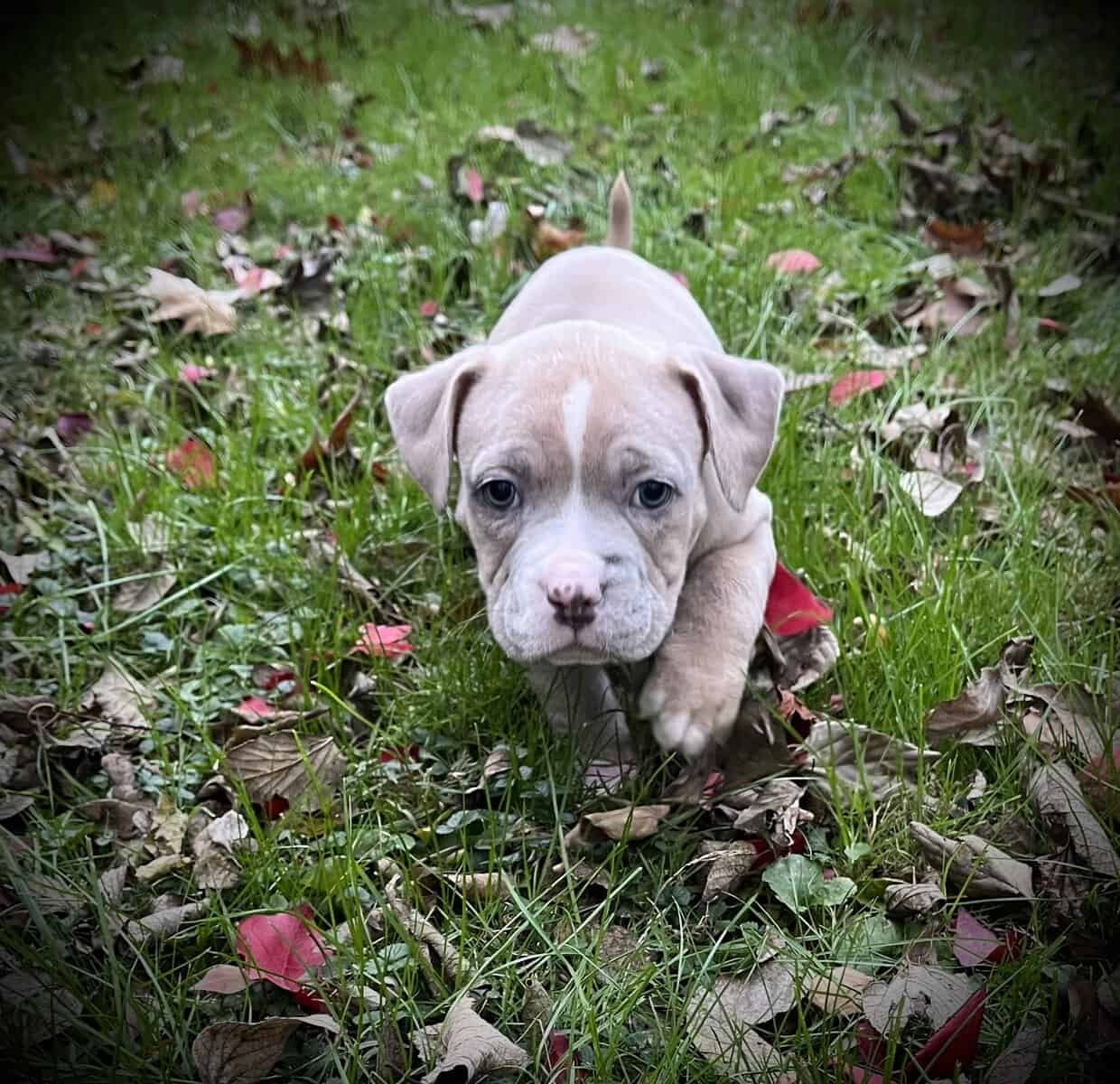 Thor (Champion Bloodline) image 4