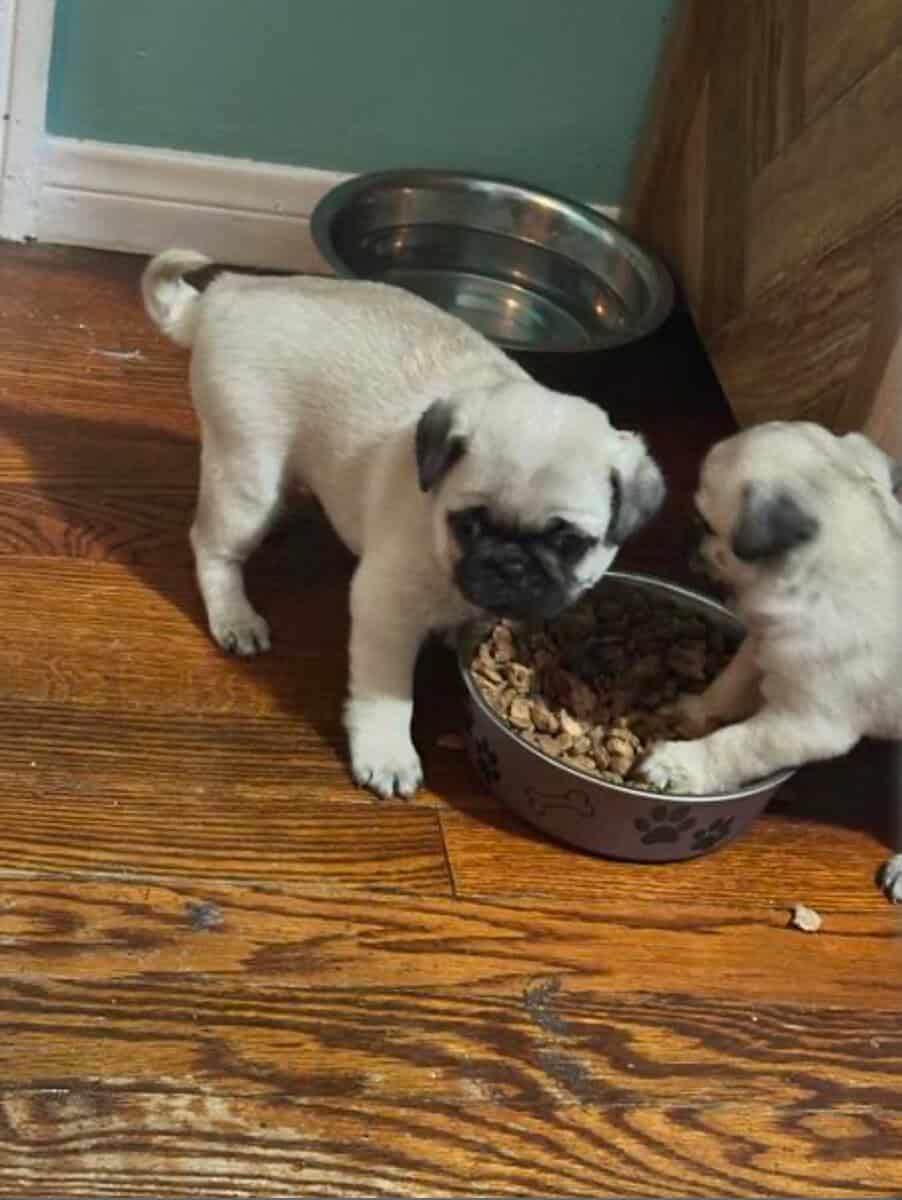 3 Pug Puppies image 4