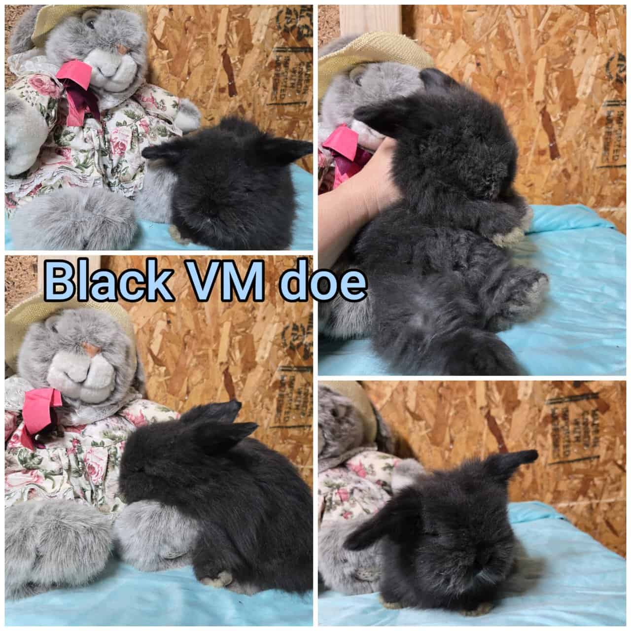 Teddywidder bunnies image 6