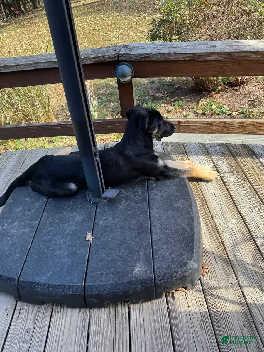 Belsky Pup image 3