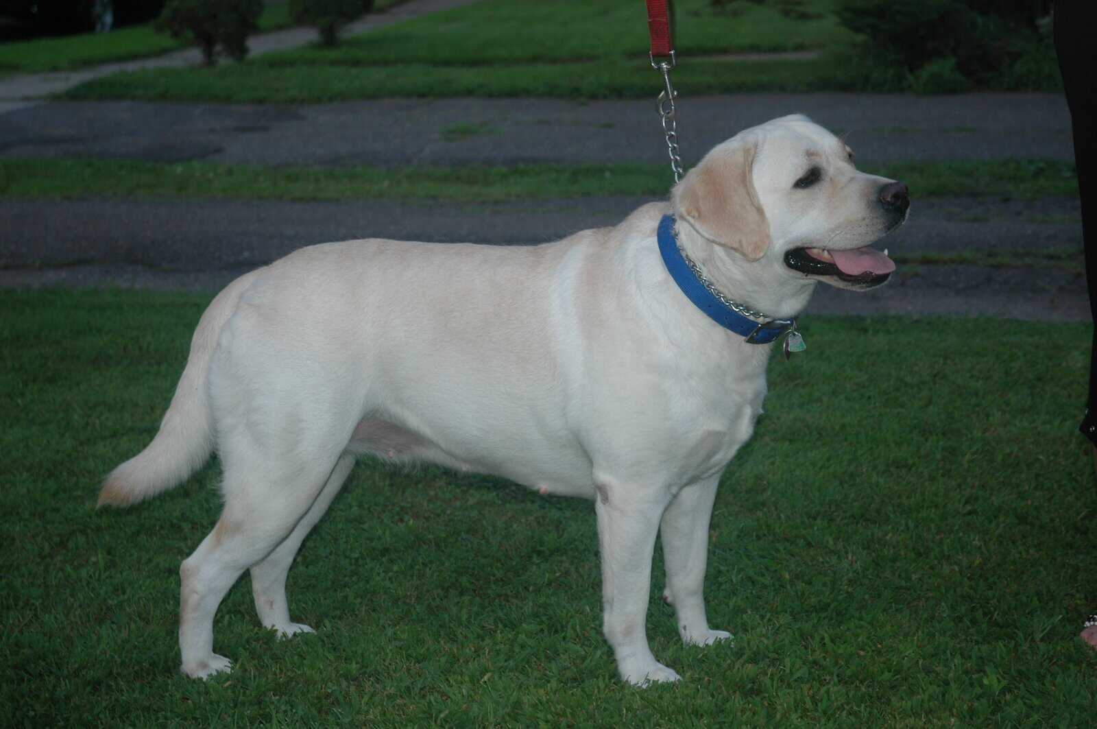 Labrador Puppies, Yellow, AKC Registered. image 3