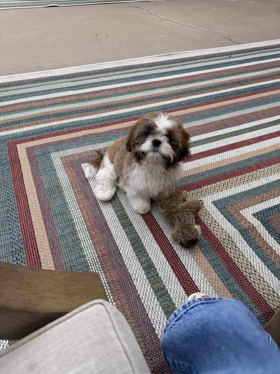 Shih Tzu for sale image 10