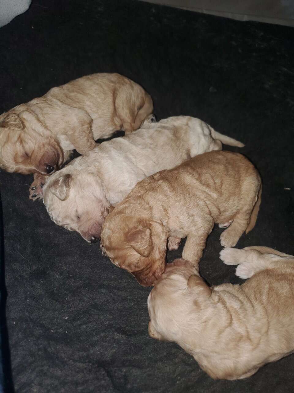 Goldendoodle puppies image 2
