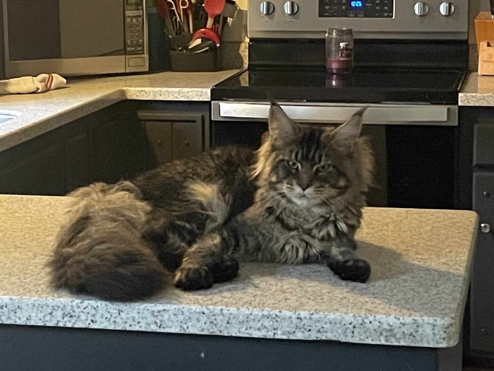 1yo Male Maine Coon image 1