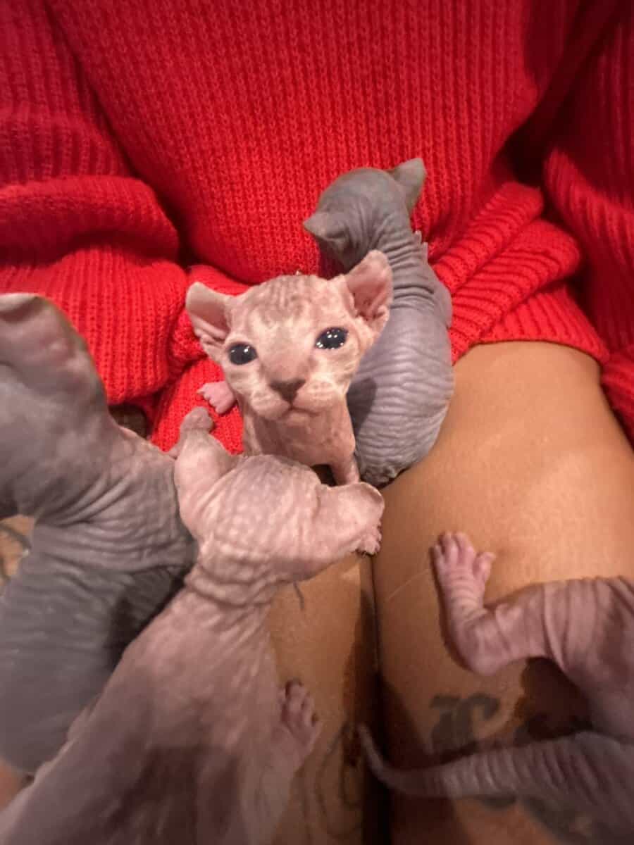 elf kittens for sale image 3