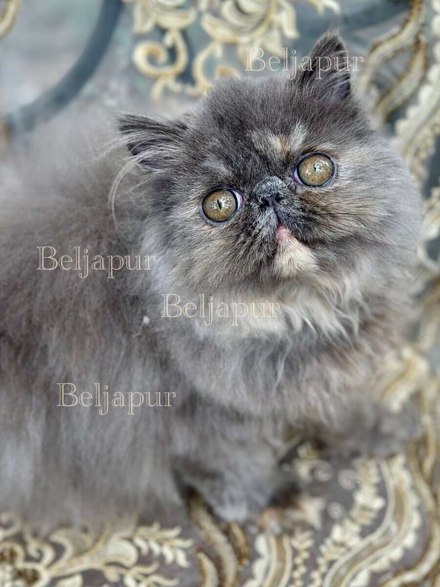 Blue & cream Persian female kitten image 4