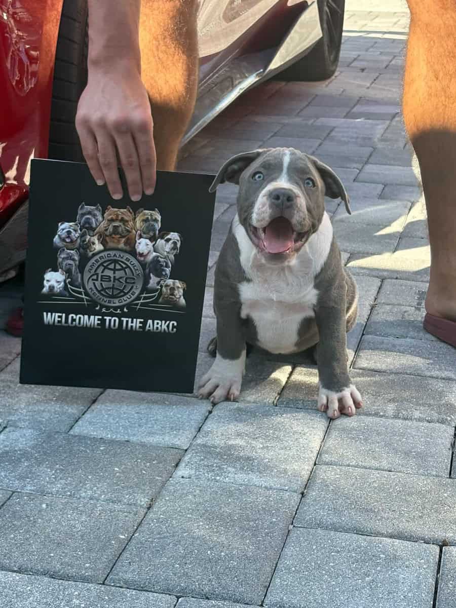 XL Bully Puppy For Sale Available in Miami image 1