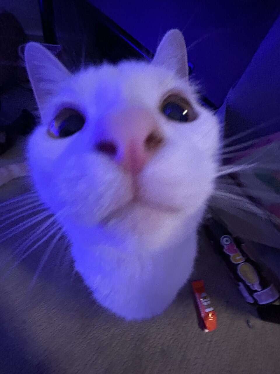 Cat for sale!! image 7