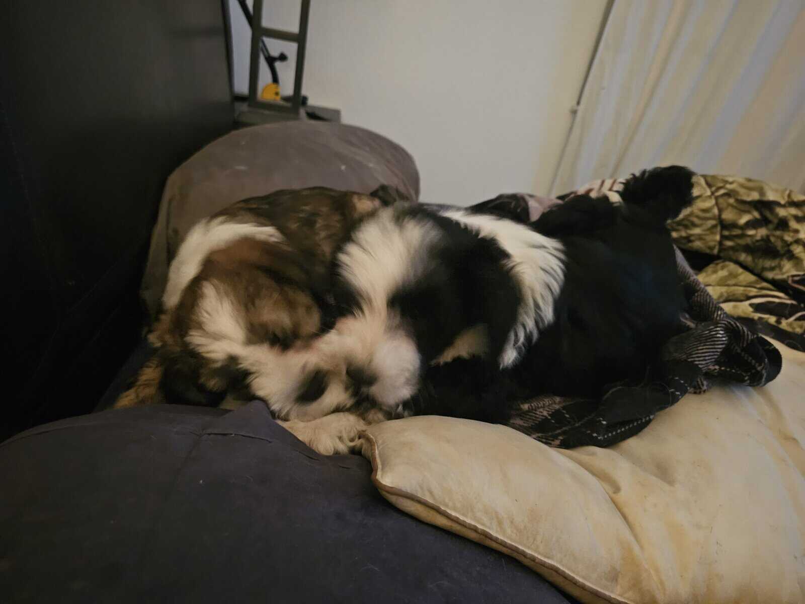 Tibetan Terriers image 5