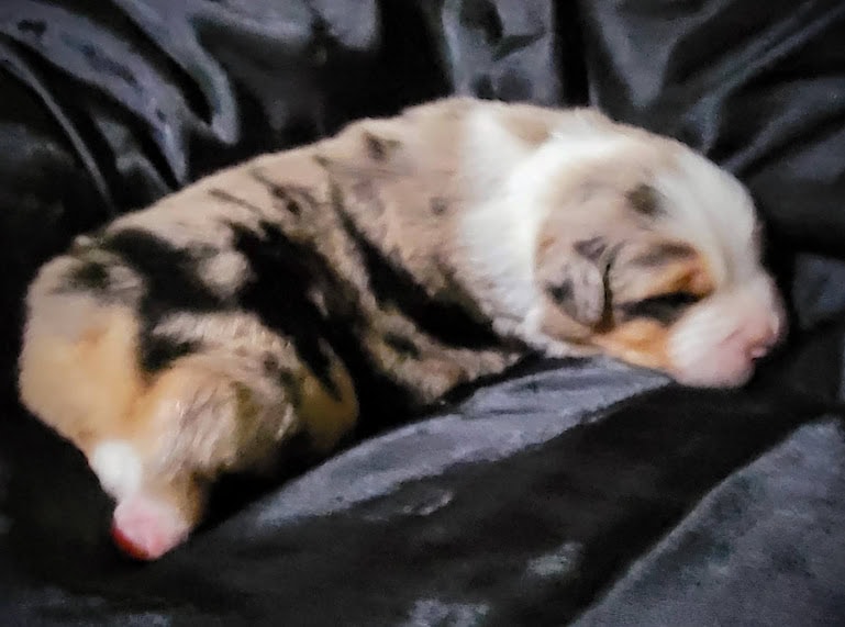 ***** Christmas Puppies ***** image 3