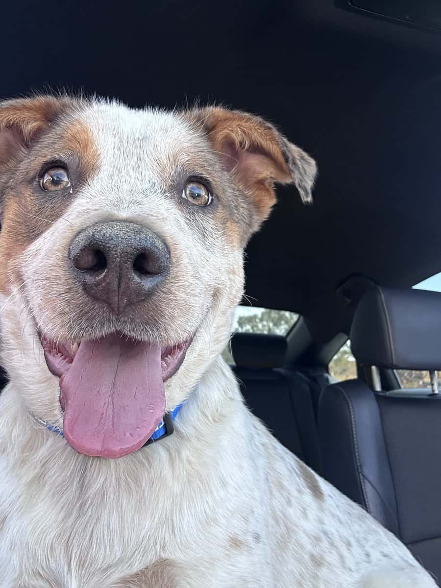 Rehoming young male red heeler mix image 3