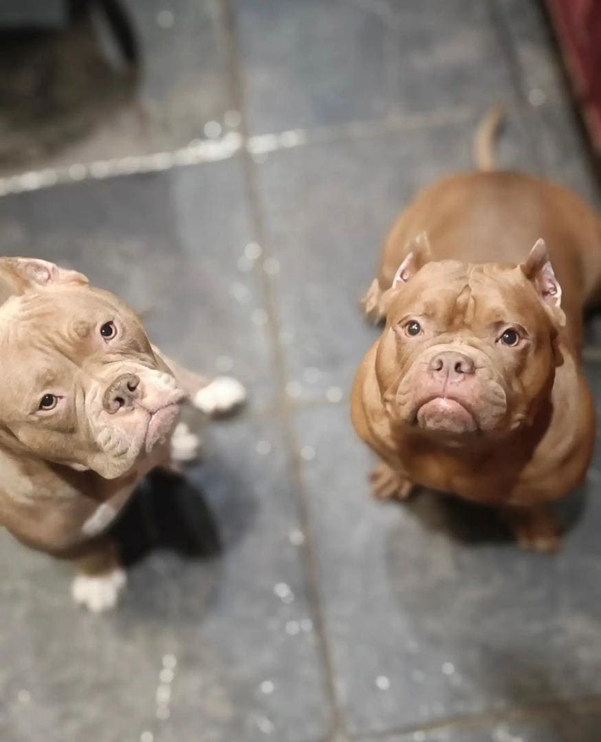 AMERICAN BULLY PUPPIES 🐶 AVAILABLE FOR REHOMING image 3