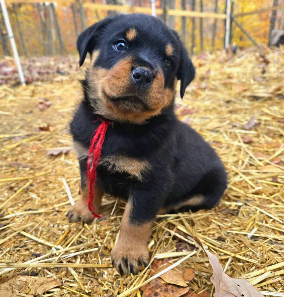 Rottweiler Puppies image 9